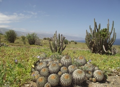 Copiapoa gigantea