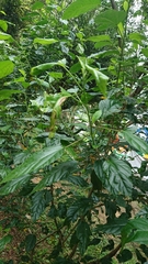 Hibiscus rosa-sinensis