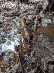 Astacopsis
