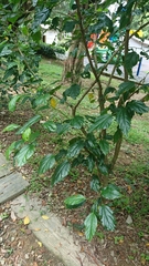 Hibiscus rosa-sinensis