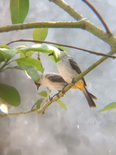 Sooty-headed Bulbul