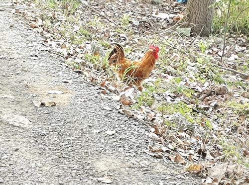 Domestic Chicken