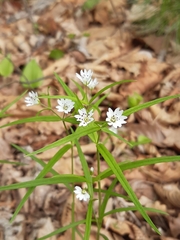 Pseudostellaria sylvatica