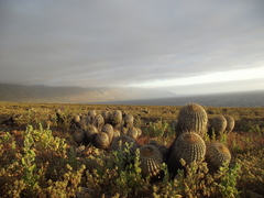 Copiapoa gigantea