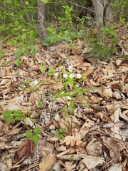 Pseudostellaria sylvatica