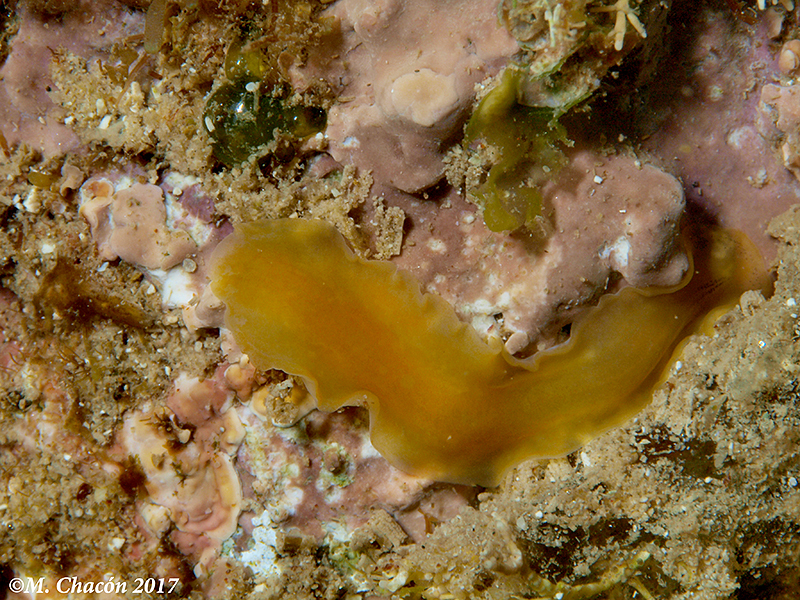Prosthiostomum