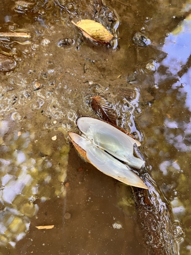 Pondhorn