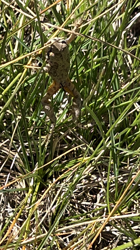 iNaturalist observation photo of Pacific chorus frog