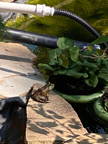 American Bullfrog
