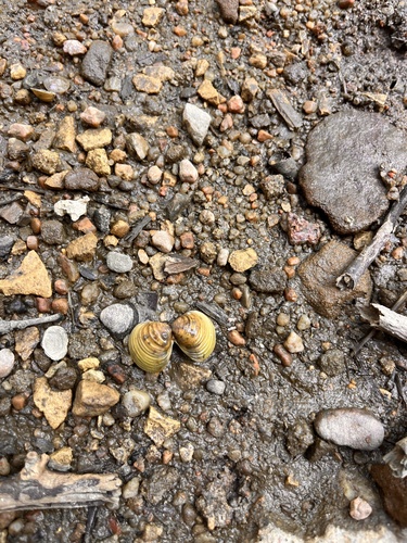 Asian Clam