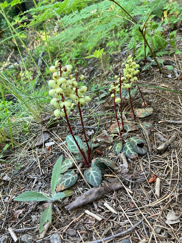 Pyrola picta, photograph 6
