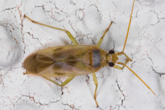 Orthotylinae