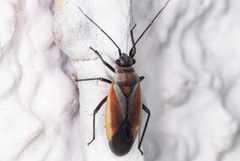 Lopidea marginata