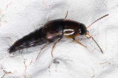 Nitidotachinus