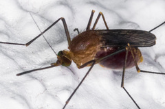 Culex erythrothorax