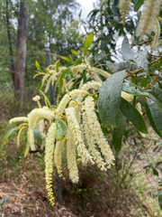 Acacia leiocalyx, photograph (c) krumpianking, some rights reserved (CC BY)