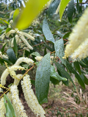 Acacia leiocalyx, photograph (c) krumpianking, some rights reserved (CC BY)