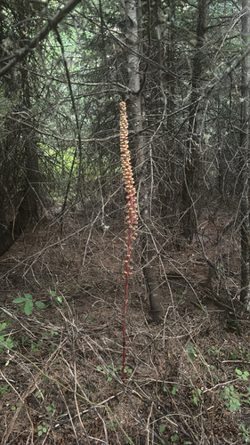 woodland pinedrops