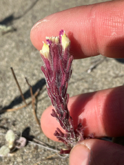 Castilleja exserta, photograph author not stated, no rights reserved