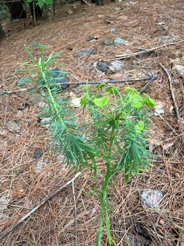 Euphorbia cyparissias observed 2026-08-16