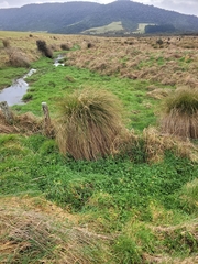 Carex secta, photograph (c) Brett Sandford, some rights reserved (CC BY)