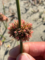 Juncus breweri, photograph author not stated, no rights reserved
