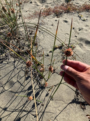 Juncus breweri, photograph 2