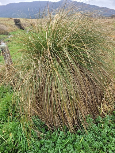 Carex secta, photograph 5