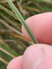 Carex secta, photograph (c) Brett Sandford, some rights reserved (CC BY)