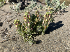 Castilleja exserta, photograph author not stated, no rights reserved