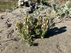 Castilleja exserta, photograph author not stated, no rights reserved