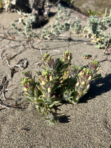 Castilleja exserta, photograph 5