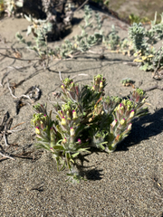 Castilleja exserta, photograph author not stated, no rights reserved