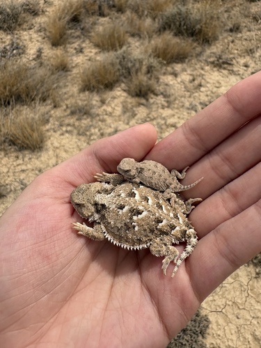 Greater Short-horned Lizard