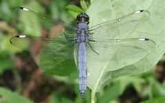 Libellula cyanea