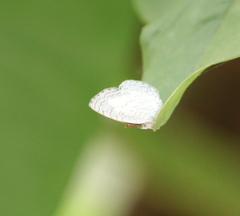 Spalgis lemolea lemolea