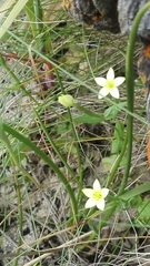 Centaurium maritimum