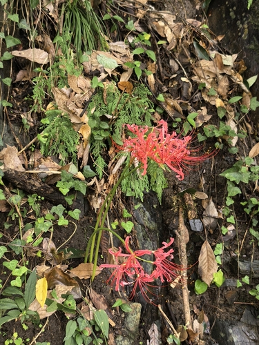 red spider lily
