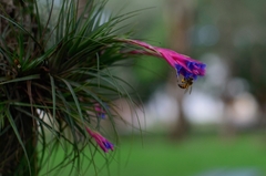 Aeranthos Air Plant (Tillandsia aeranthos)
