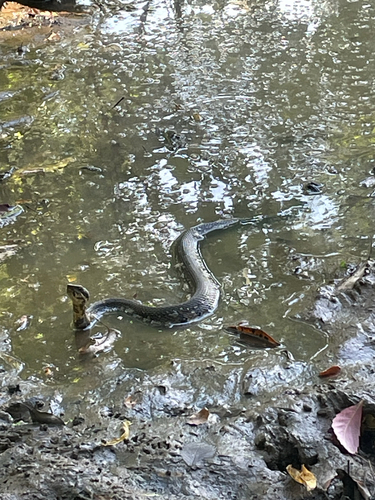 Northern Cottonmouth