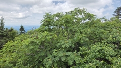 Sorbus americana, photograph (c) Sean Feirstein, some rights reserved (CC BY)