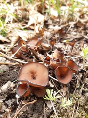 Dumontinia tuberosa