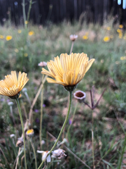Tetraneuris scaposa, photograph (c) Samantha Knight, some rights reserved (CC BY)