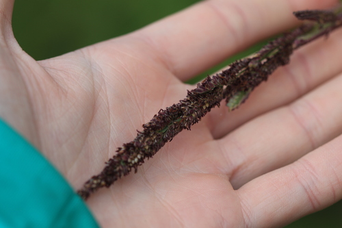 Paspalum quadrifarium, 2026-08-02