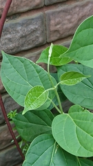 Magnoliopsida