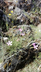 Dianthus ferrugineus