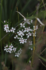 Zieria laevigata, photograph (c) Sofia Zvolanek, some rights reserved (CC BY)