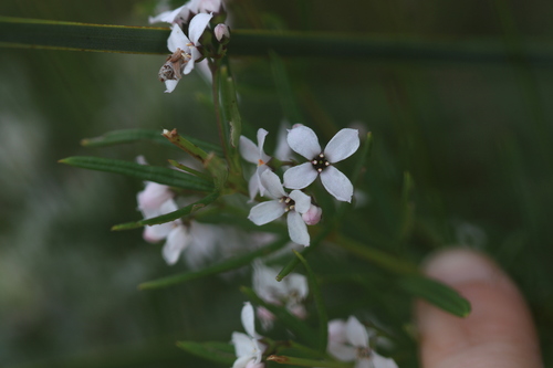 Zieria laevigata, photograph 3