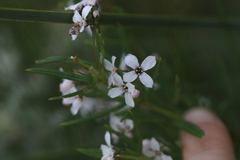 Zieria laevigata, photograph (c) Sofia Zvolanek, some rights reserved (CC BY)