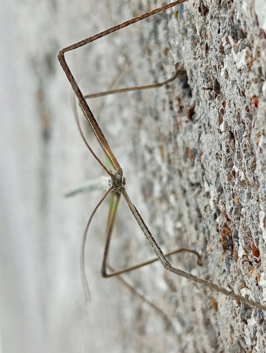 Colorado Short-horn Walkingstick